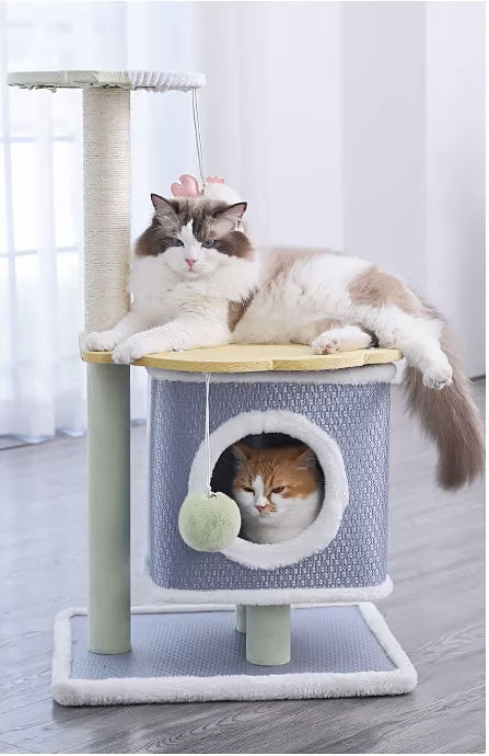 Arbre à chat bleu - Chat-astrophique, élégance féline